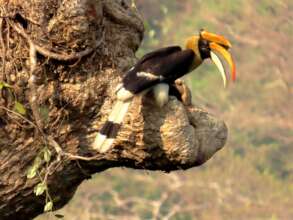 Tetrameles-with nesting of Great hornbill