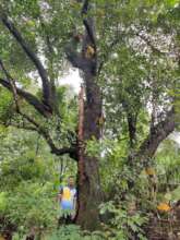 New custodians of Giant trees in Western Ghats 5