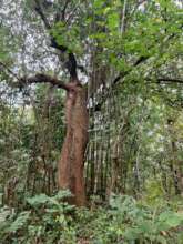 Ecological and cultural identity- Giant wild mango