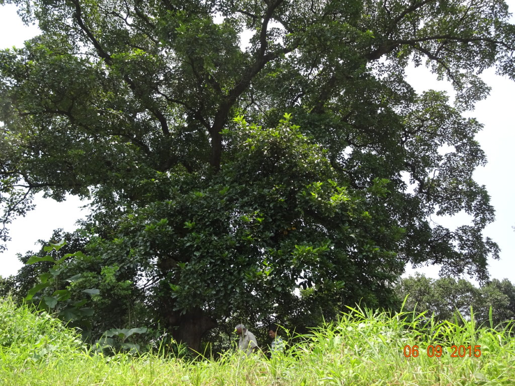 Giant Trees for Climate Change Mitigation in India