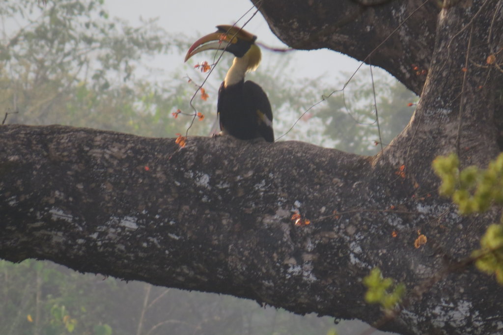 Giant Trees for Climate Change Mitigation in India