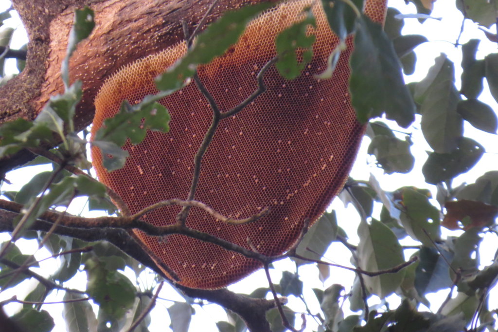 Giant Trees for Climate Change Mitigation in India