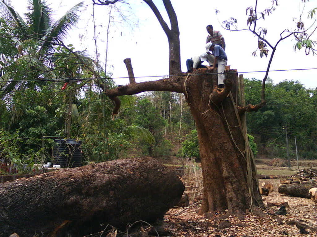 Indiscriminate felling of large tree