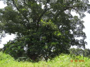 Large Terminalia bellirica tree from Western Ghats