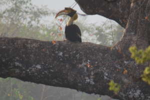 Great hornbill and Terminalia bellirica trees