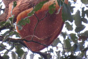 Beehives and large trees