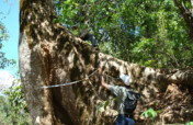 Giant Trees for Climate Change Mitigation in India