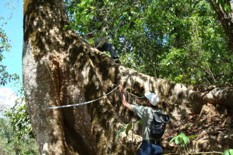 Saving giant trees in the Western Ghats of India