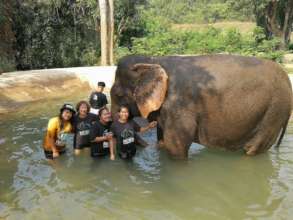 Playing with the Elephants
