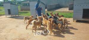 By April 10, ~70 dogs were living at the new site