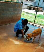 Flea/tick treatment for all at the new site