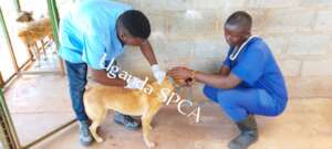 Flea/tick treatment at the new shelter