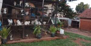 April 19, the USPCA cattery at the Haven