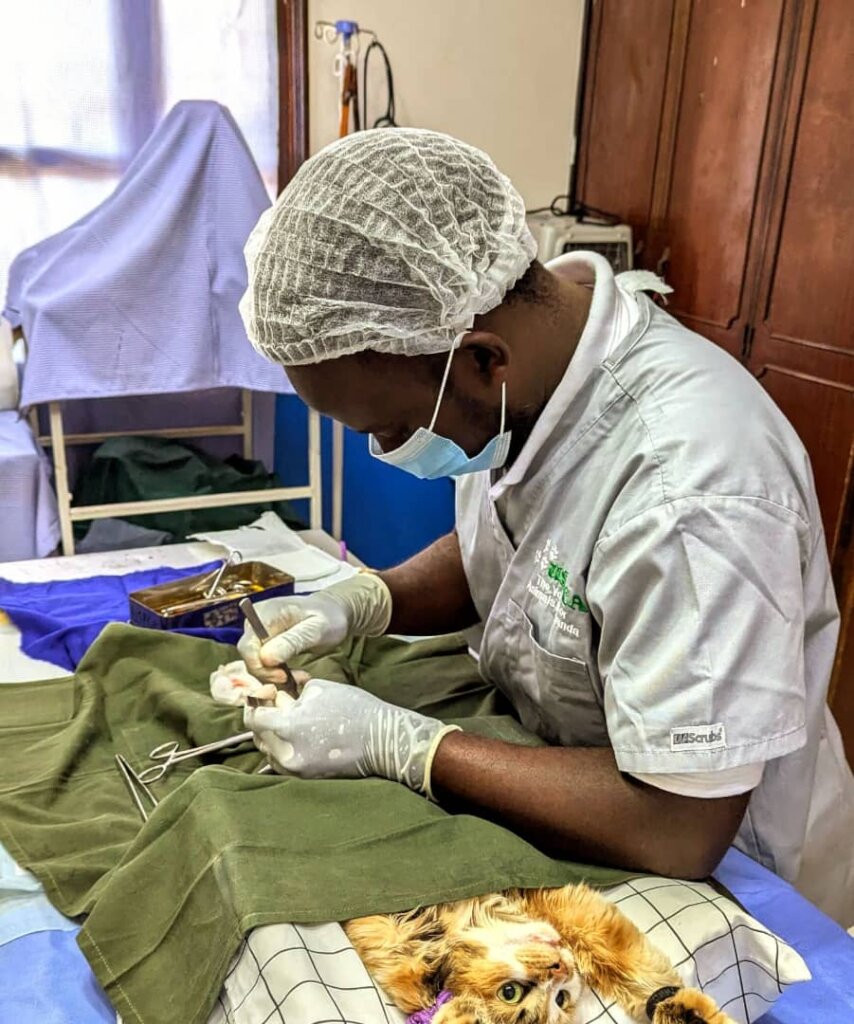 A vet volunteer spaying a cat-2025