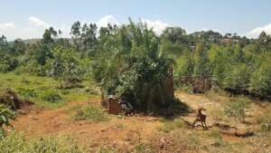 The site has lots of great dog walking areas