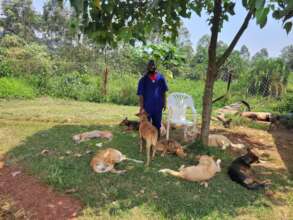 About 50 dogs living happily at the new site