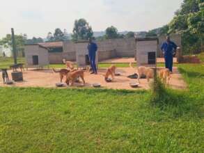USPCA staff make sure no dogs argue over food!