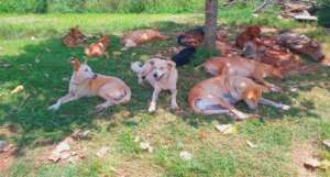 Relaxing at the new USPCA shelter