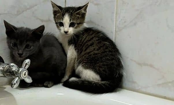 2 kittens rescued and safe at the USPCA-2025