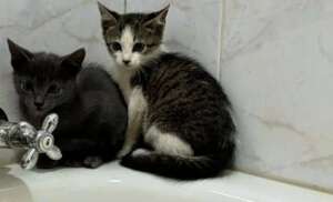 2 kittens rescued and safe at the USPCA-2025