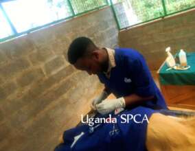 End of January-spay/neuter at the new shelter site