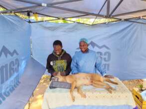 Community spay/neuter day in Masaka (July 25)