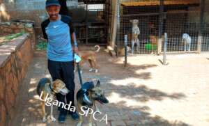 Two dogs to one home-end of May