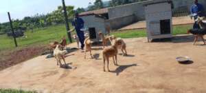 Lucky dogs - enjoying their new freedom