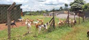 March 28: several dogs arrived at the new site