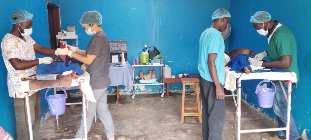 Spay-Neuter Day at the USPCA Haven