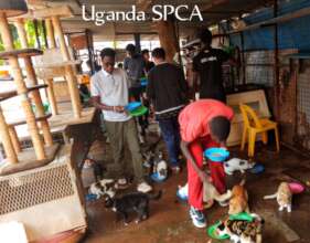 USPCA invites students to volunteer at the shelter