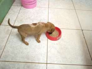 David rescued this puppy - maggot-infested wound