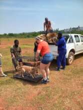 More dogs arrive-with these, the total was 24