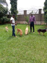 Moses adopted 4 dogs!