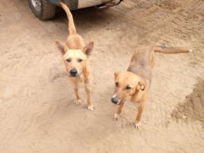 2 dogs rescued from a Roko construction site