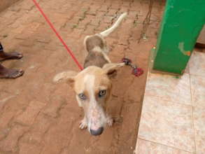 Police's owner could no longer afford to keep him