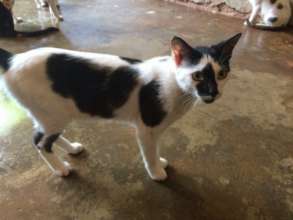 One of over 80 Haven kitties looking for a home