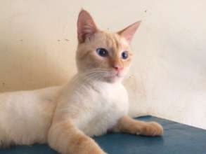 Another Haven kitty who needs a forever home