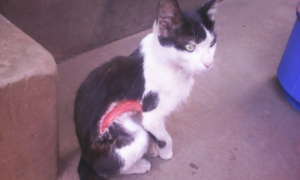 Kitty with a gash on her side-December