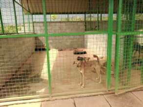 Dogs at the new Haven shelter