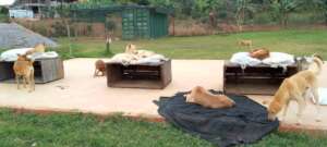 Dogs exhausted after a long day at play