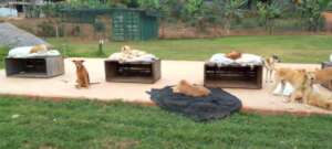 At the new Haven, dogs get to run free