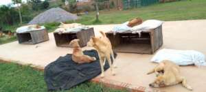 Dog beds are stuffed with grass clippings, comfy!