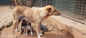 Mama & 3 puppies safe & dry (the 4th-not pictured)