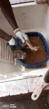 Bathing the kitty after pit latrine experience