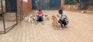 Lara's group played with the puppies