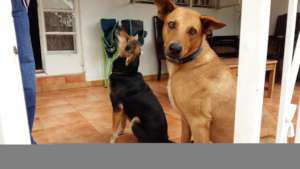 Another great home:post-adoption home visit