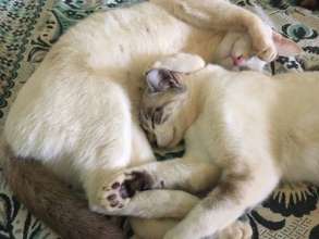 Lilly and Lupin at home-end of August