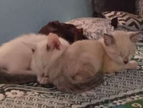 Lilly and Lupin on the day they were adopted