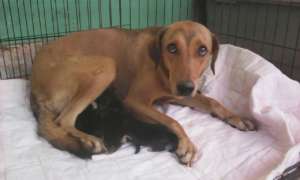 Mama dog rescued with her 4 puppies-Dec